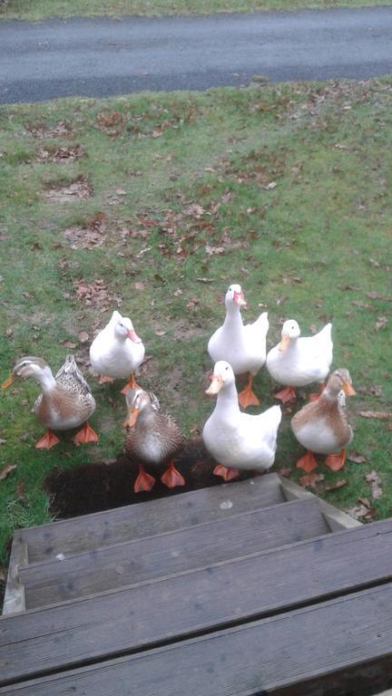 Hebergement Dans Un Domaine A Litteau Luaran gambar